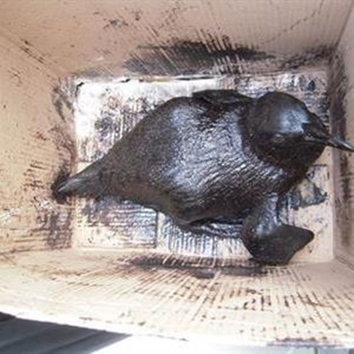 Help oil slick victims