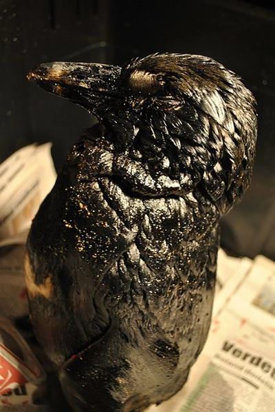 Penguin covered in oil found on beach