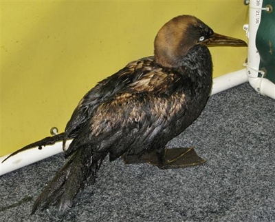 Oiled birds found near Port Elizabeth