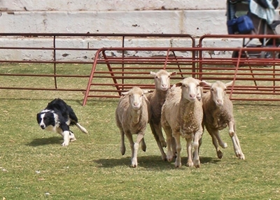 'n Eerste vir Herold-landboufees