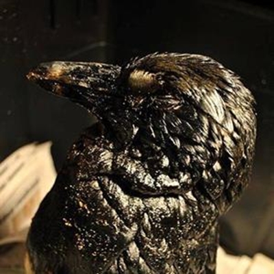 Update: Oiled bird situation