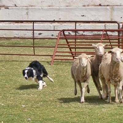 'n Eerste vir Herold-landboufees