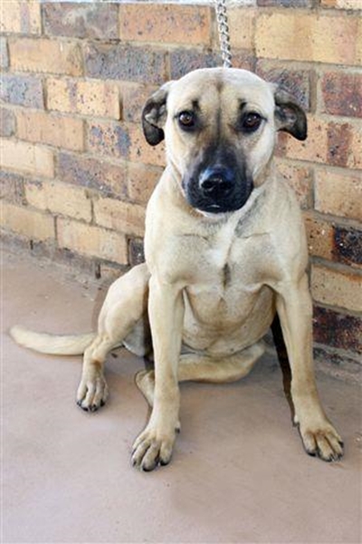 Boerboel soek 'n nuwe huis