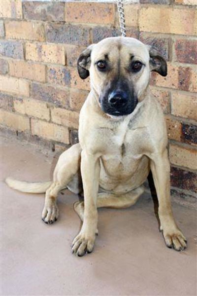 Boerboel soek 'n nuwe huis
