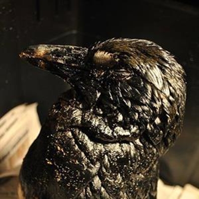 Update: Over 200 oiled birds & penguins