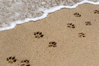 Geen besluit oor honde op strande