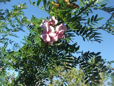 Tree sale in celebration of Arbor Month