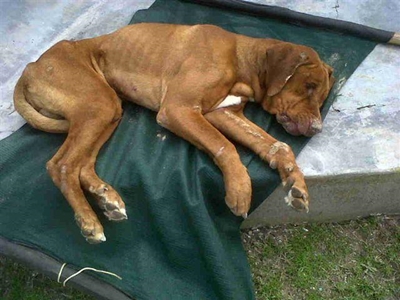 Neglected dog found on Stilbaai beach