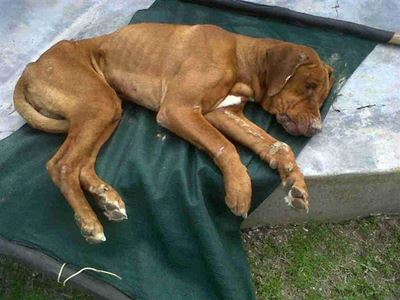 Neglected dog found on Stilbaai beach