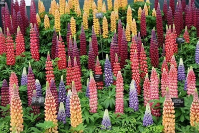 About the Chelsea Flower Show