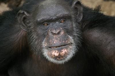 US chimpanzee wins art contest