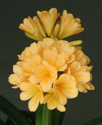 It's clivia expo time again