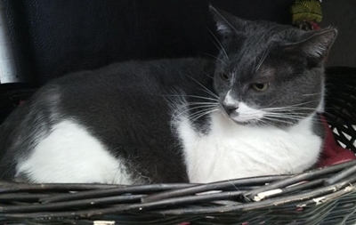 Residents encouraged to adopt older pets