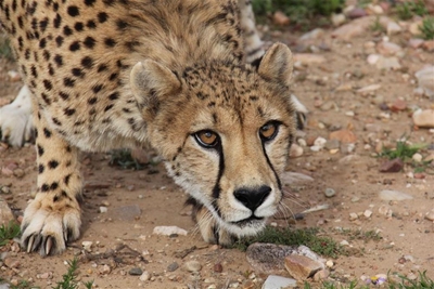 Urgent appeal for cheetah surgery
