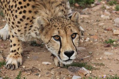 Urgent appeal for cheetah surgery