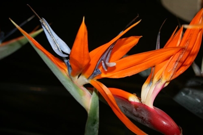 Jaarlikse blommeskou by Dias-museum