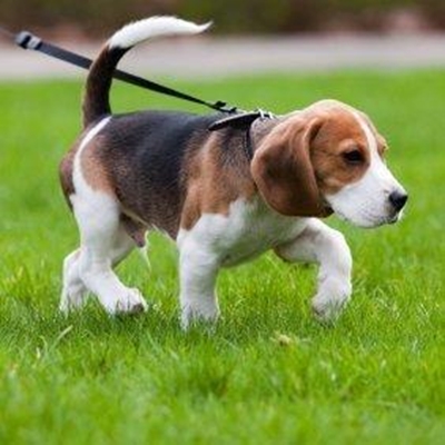 'Canine companion walk for life'