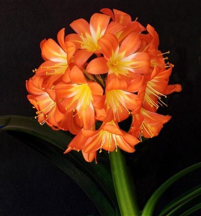 Prominent judges for clivia show