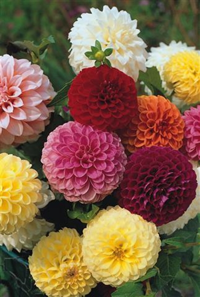 What to do in your garden in spring