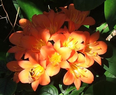 Now flowering at Pledge Nature Reserve