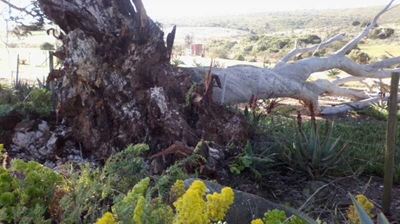 Stormsterkwinde ontwortel ou bloekomboom