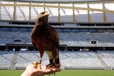 Birds of prey keep Cape Town pigeons away