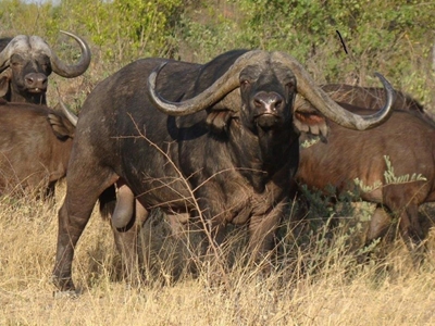 Wildbedryf bevestig sy rol in landbousektor