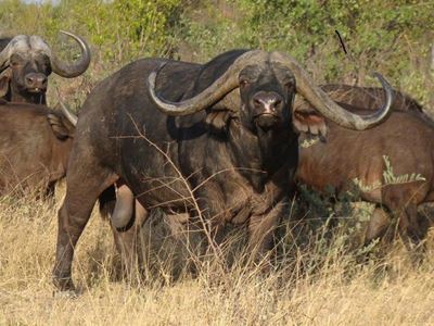 Wildbedryf bevestig sy rol in landbousektor