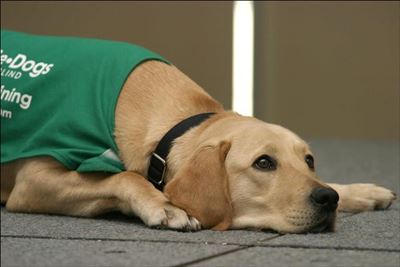 Woolworths refuses entrance to guide dog
