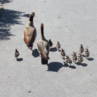 Look out for geese