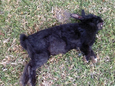 Bunnies' death not certain