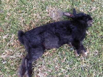 Bunnies' death not certain