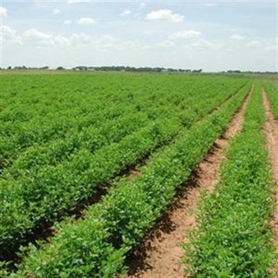 Agri Mega Week draai fokus na Afrika