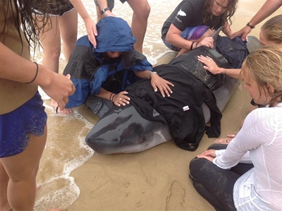 Pygmy whales beached at Dana Bay