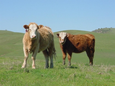 Perspective on livestock agriculture in SA (1)