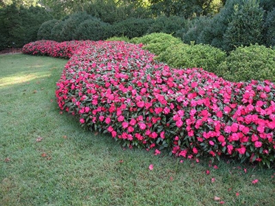 New Guinea impatiens: a riot of colour