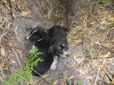 Abandoned puppies found
