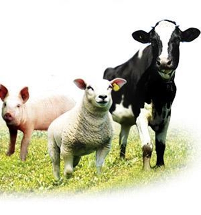 Perspective on livestock agriculture in SA (2)