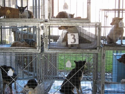 Meer as 100 honde gesteriliseer