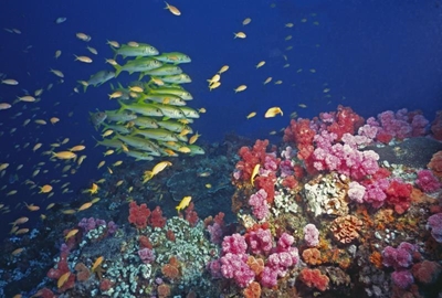 Celebrate National Marine Week