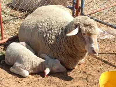 Voedingbeginsels vir intensiewe skaapboerderystelsels