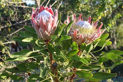 Spectacular gardens open for viewing