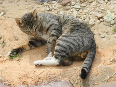 Is this your tabby cat?