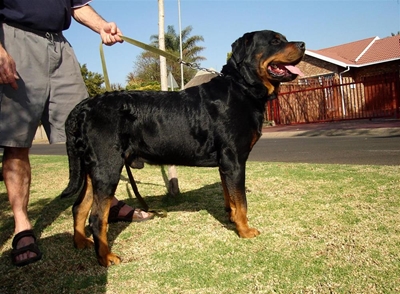Dieting dog loses 25 kilos