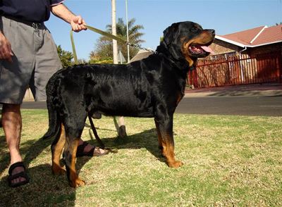 Dieting dog loses 25 kilos