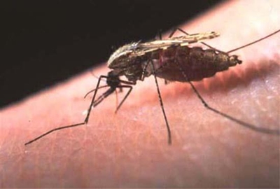 Malaria cases reported in Mpumalanga