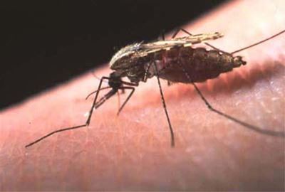Malaria cases reported in Mpumalanga