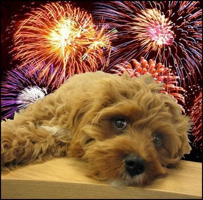 Fireworks warning from SPCA