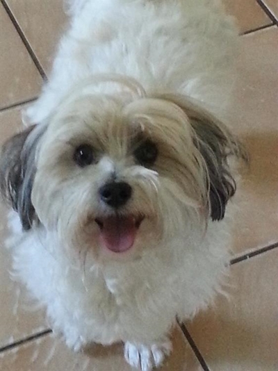 Princess survives puff adder bite