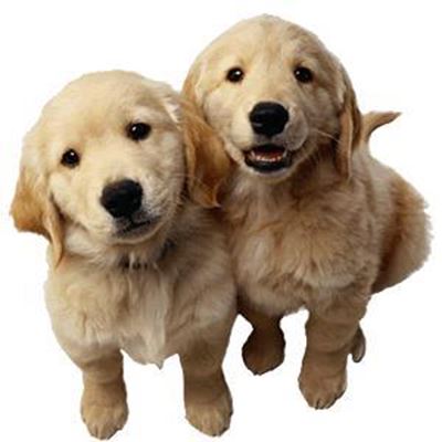 Theatre society fundraiser for PAWS